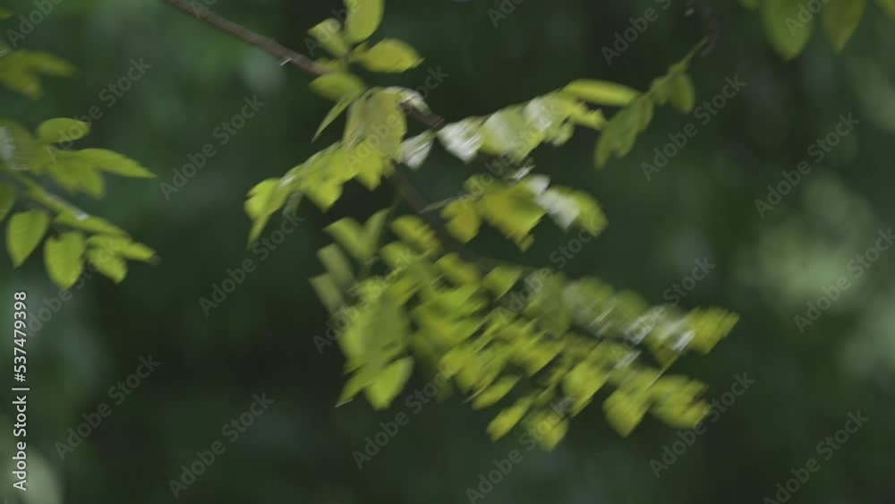 raining shower in the dense forest, close-up of rainfall in jungle, water droplets fixed on green leaves, Raining day in tropical forest. rain drop on leaf tree.Heavy Rain Falling On Tree Leaves raining shower in the dense forest, close-up of rainfall in jungle, water droplets fixed on green leaves, Raining day in tropical forest. rain drop on leaf tree.Heavy Rain Falling On Tree Leaves