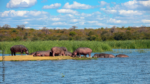 Wild African hippos rest and sleep during the day on safe river island. photo
