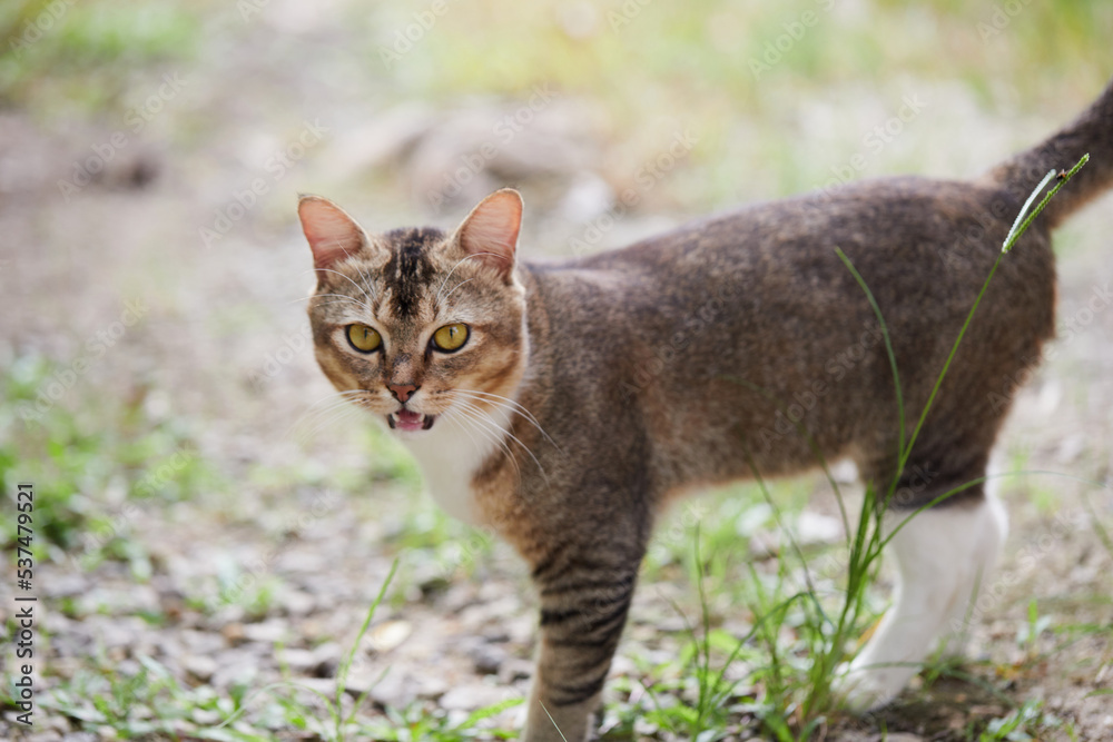 Young brown cat playing in the garden Young brown cat playing in the garden