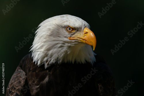 Portrait of a majestic bald eagle  American eagle adult  Haliaeetus leucocephalus . Dark background. American National Symbol.                                     