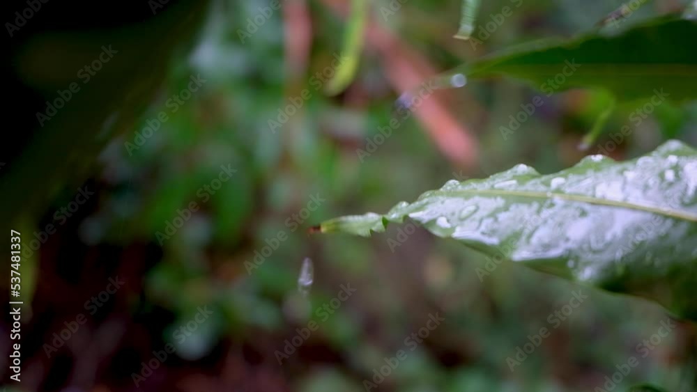 Water droplets splashing off a green leaf plant in garden, forest, jungle during a heavy raining downpour in the tropics, close up of rain drops bouncing off plants Water droplets splashing off a green leaf plant in garden, forest, jungle during a heavy raining downpour in the tropics, close up of rain drops bouncing off plants