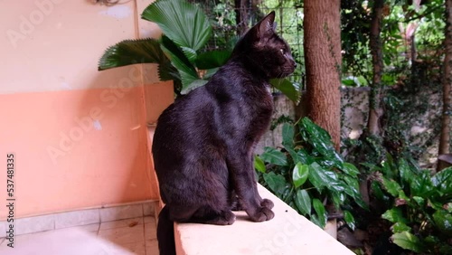 A black cat sitting on a garden wall, watching and overlooking garden on a rainy day, patiently waiting for the rain to stop, side profile of beautiful feline with yellow eyes photo