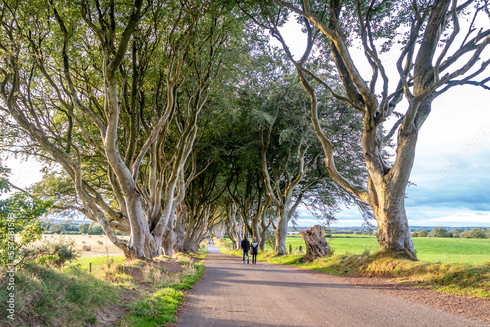 The Dark Hedges tree tunnel in Ballymoney, Northern Ireland The Dark Hedges tree tunnel in Ballymoney, Northern Ireland