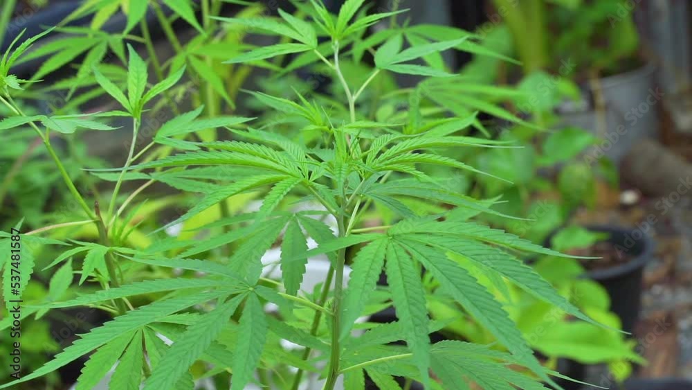 Cannabis leaf vegetative growth, Green plant Close up. Green hemp plants with stalk, leaves swinging in soft summer breeze. Cannabis leaf vegetative growth, Green plant Close up. Green hemp plants with stalk, leaves swinging in soft summer breeze.