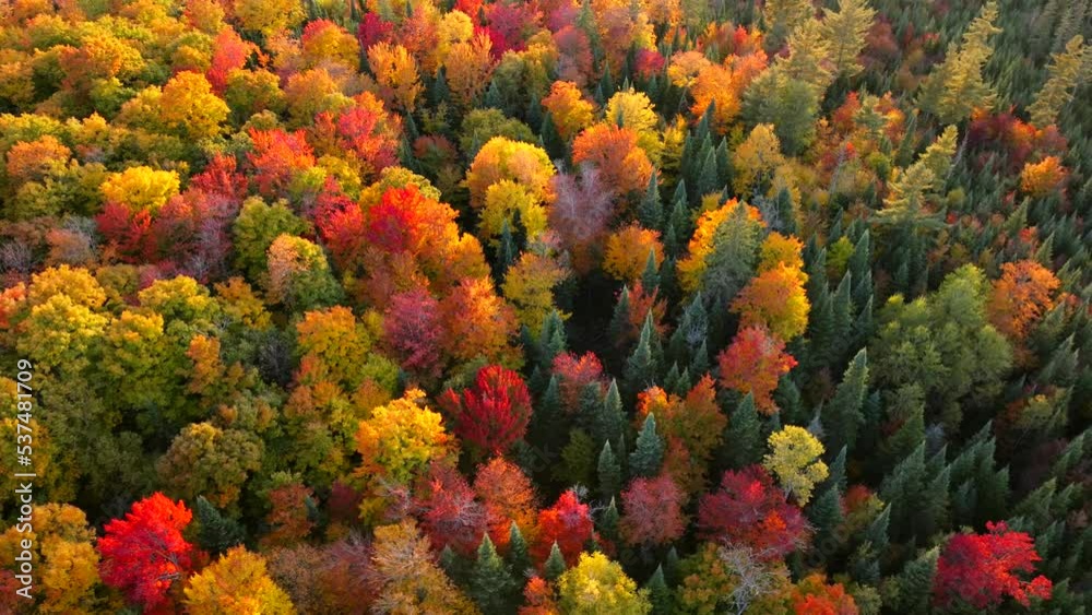 Dynamic Aerial, Wide, Bird-Eye-View of beautiful Autumn trees during cool, bright, sunny day Dynamic Aerial, Wide, Bird-Eye-View of beautiful Autumn trees during cool, bright, sunny day
