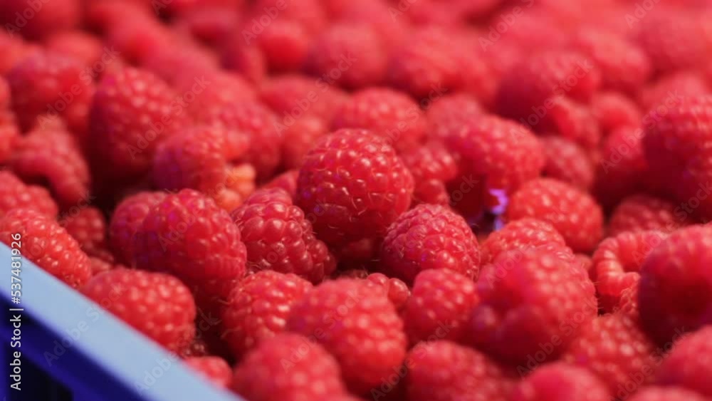 Fresh Red Raspberries, Close Up. Healthy Organic Fruits and Food Concept Fresh Red Raspberries, Close Up. Healthy Organic Fruits and Food Concept