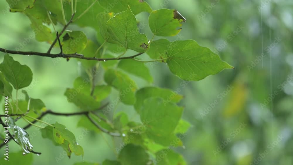 Raining shower in the dense forest, close-up of rainfall in jungle, water droplets fixed on green leaves, Raining day in tropical forest. rain drop on bodhi leaf.Heavy Rain Falling on bodhi Tree Leaf. Raining shower in the dense forest, close-up of rainfall in jungle, water droplets fixed on green leaves, Raining day in tropical forest. rain drop on bodhi leaf.Heavy Rain Falling on bodhi Tree Leaf.