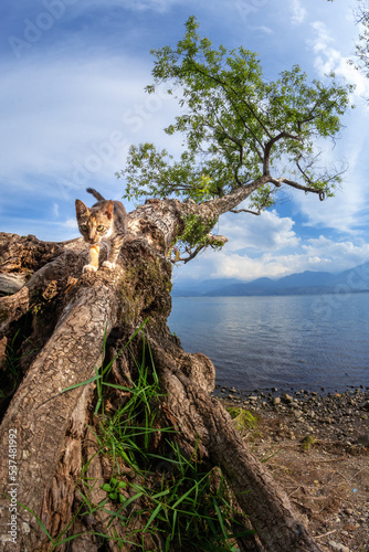 tree on the lake