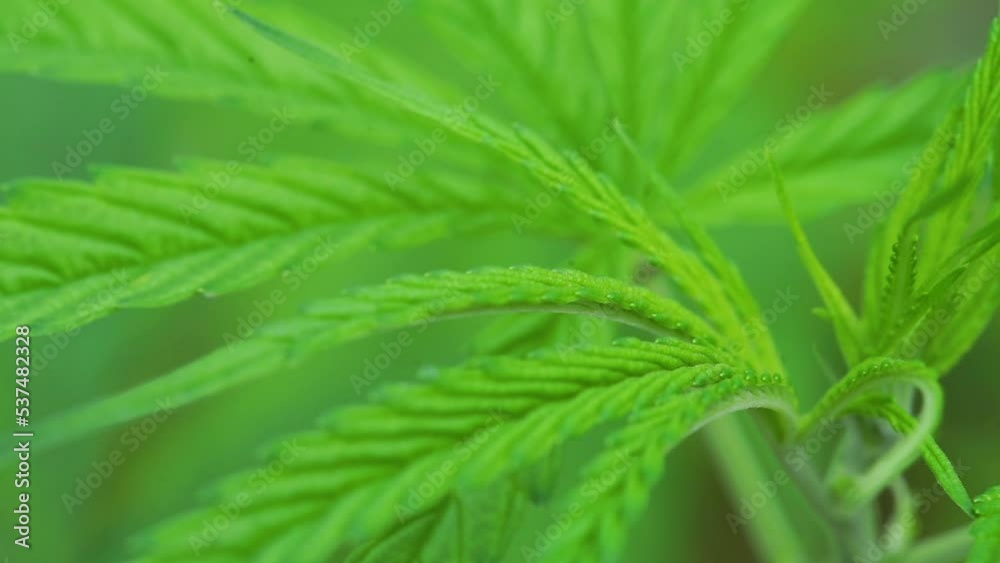 Cannabis leaf vegetative growth, Green plant Close up. Green hemp plants with stalk, leaves swinging in soft summer breeze. Cannabis leaf vegetative growth, Green plant Close up. Green hemp plants with stalk, leaves swinging in soft summer breeze.