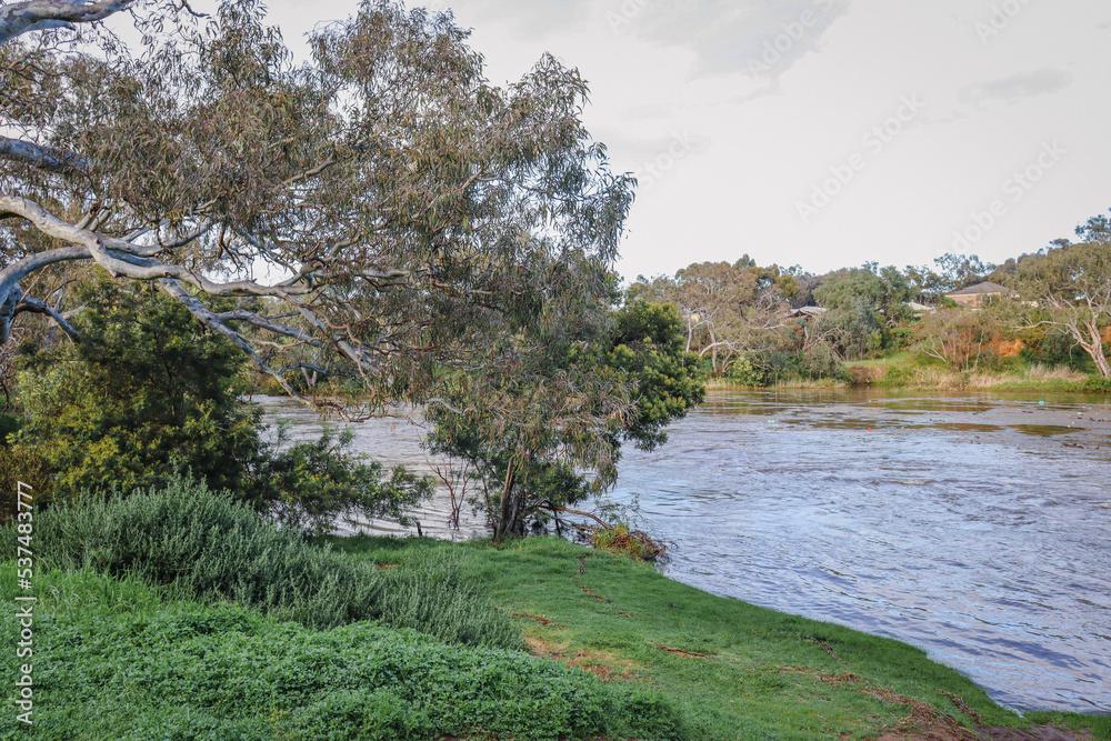 eucalyptus tree on werribee river