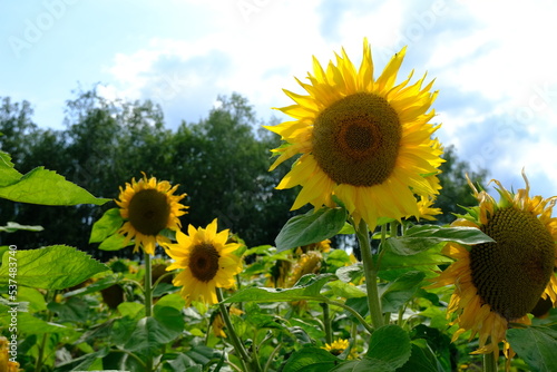 sunshine sunflower