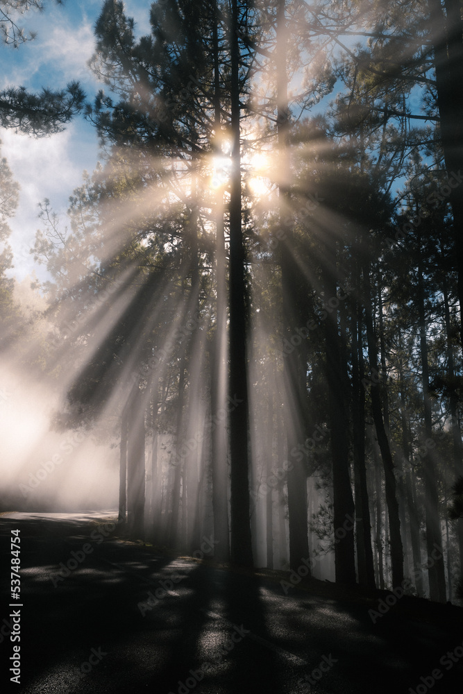 Fototapeta premium Rayos de sol en la niebla entre las ramas de un árbol del bosque