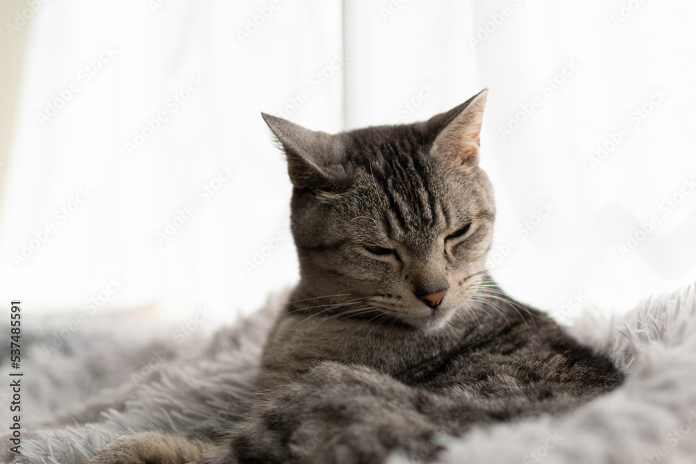 眠そうな猫　サバトラ猫