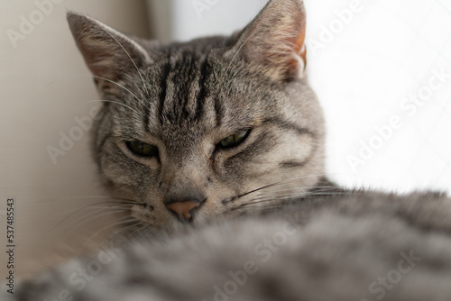 眠そうな猫　サバトラ猫 © rai