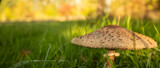 giant parasol mushroom in the grass, background