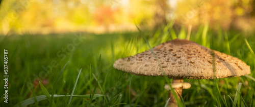 giant parasol mushroom in the grass, background
