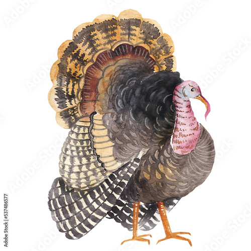 Watercolor hand drawn turkey with big tail