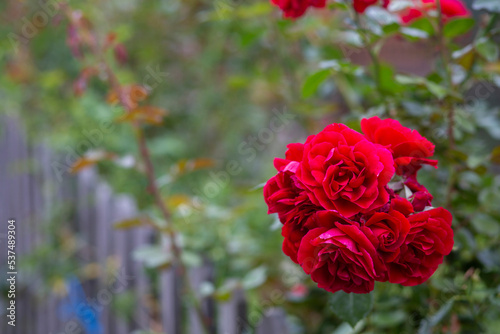 Italy, South tyrol, Al Gund, red flower, beauty, nature, romance, love, perfection, floral,fence photo