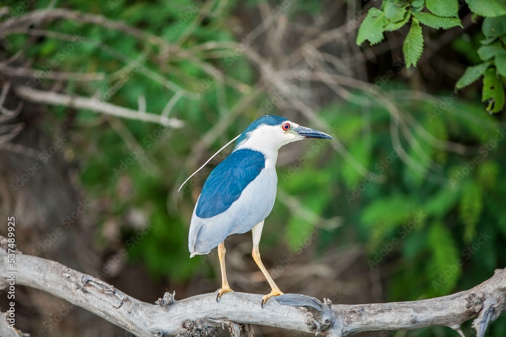 Fototapeta premium bird on a branch