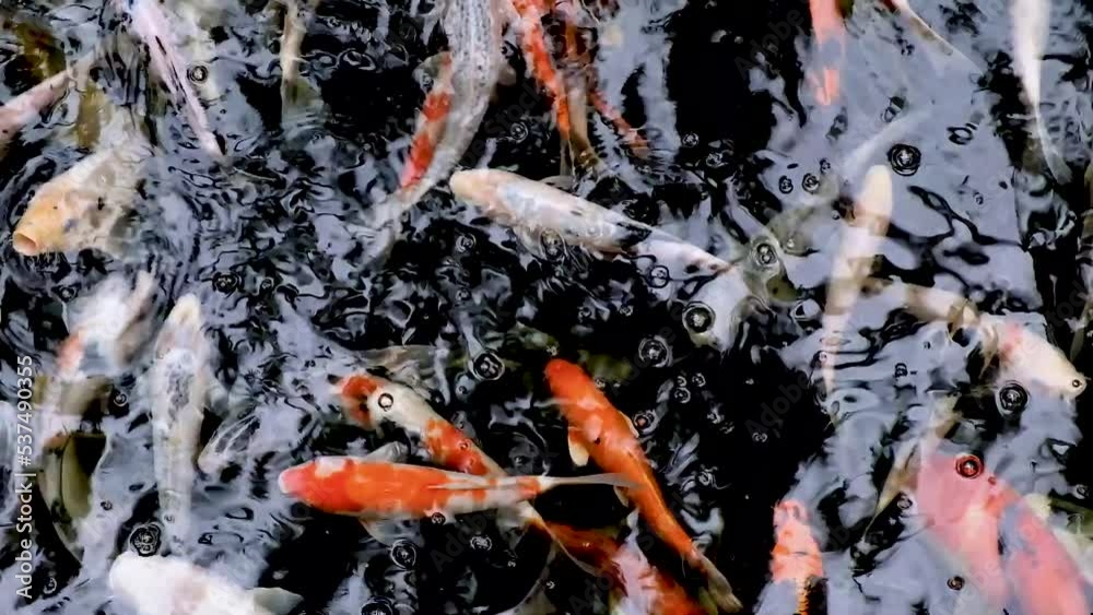 colorful koi fish swimming in a pond with fresh clear water colorful koi fish swimming in a pond with fresh clear water