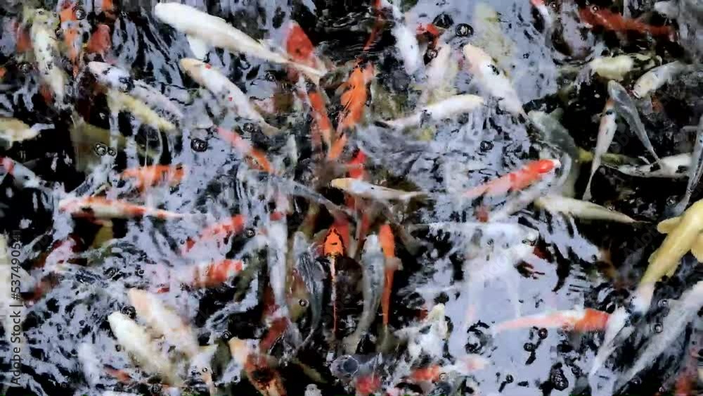 colorful koi fish swimming in a pond with fresh clear water colorful koi fish swimming in a pond with fresh clear water
