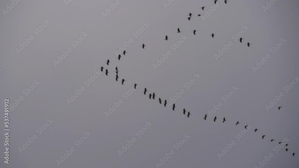 Kraniche fliegen im Herbst auf dem Vogelzug am Himmel in V-Formation über dem Bodden von Zingst auf dem Darß Mecklenburg-Vorpommern Kraniche fliegen im Herbst auf dem Vogelzug am Himmel in V-Formation über dem Bodden von Zingst auf dem Darß Mecklenburg-Vorpommern