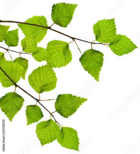Stampa su tela Green young birch leaves in spring isolated
