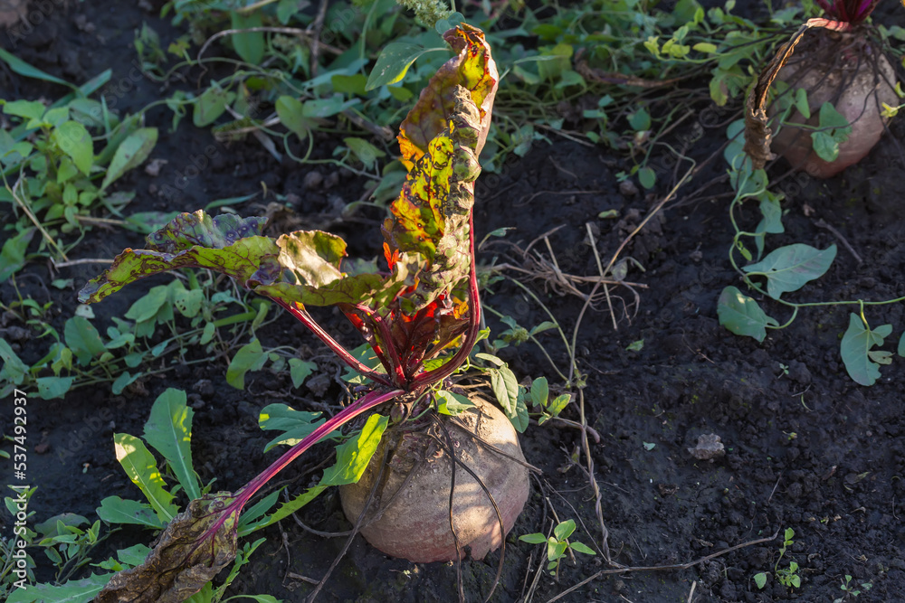 Beetroot growing on the field, view before sunset Beetroot growing on the field, view before sunset