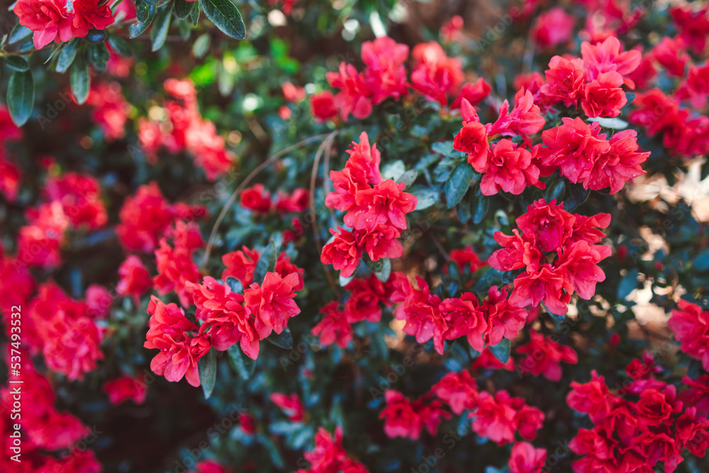 azalea plant with red flowers, close-up shot at shallow depth of field azalea plant with red flowers, close-up shot at shallow depth of field