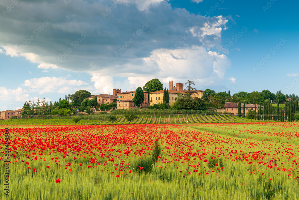 Obraz premium Campo di papaveri nei pressi di Lucignano D'arbia, Toscana