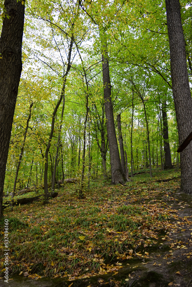 Fototapeta premium path in the woods