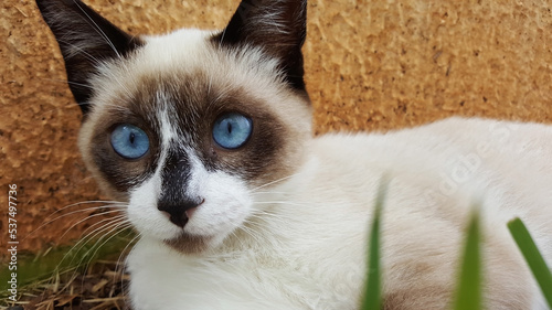 Gato siamês misturado deitado no jardim. Gato com olhos azuis. photo