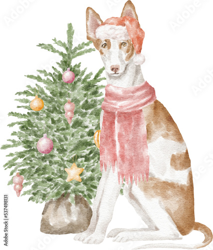 Ibizan hound dog with Christmas tree photo