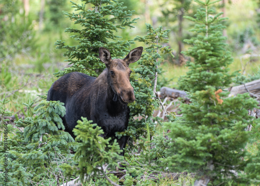 Cow Moose moving through heavy brush in the Colorado Rocky Mountains Cow Moose moving through heavy brush in the Colorado Rocky Mountains