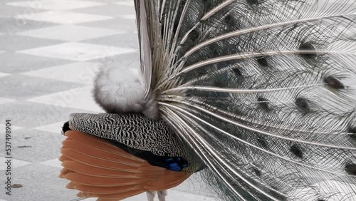 Close-up of beautiful peacok with tail open for courtship display. Turns around and back of feathers and covert feathers is seen. Iridescent colouring of plumage. Structural colouration Retiro park. photo