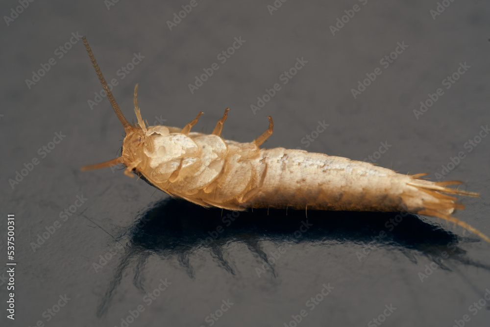 Details of a brown insect with scales. Lepismatidae Details of a brown insect with scales. Lepismatidae