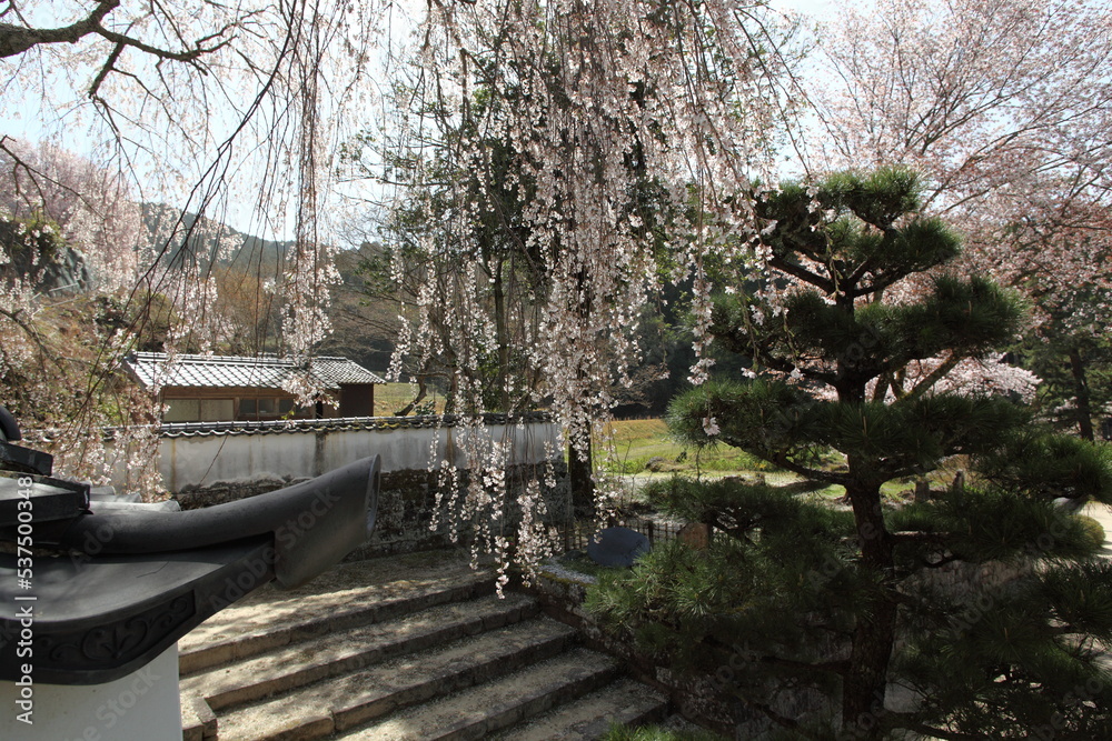 お寺の塀を乗り越えて咲く枝垂れ桜　