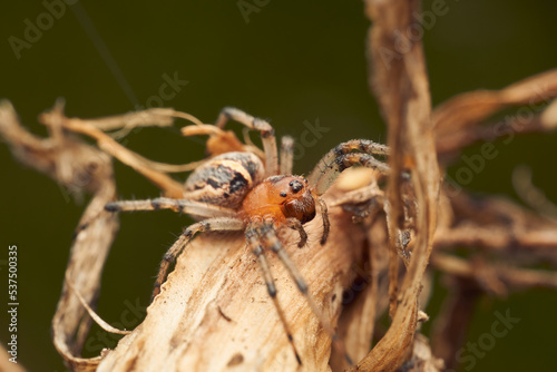 Orange and brown spider on a dry branch