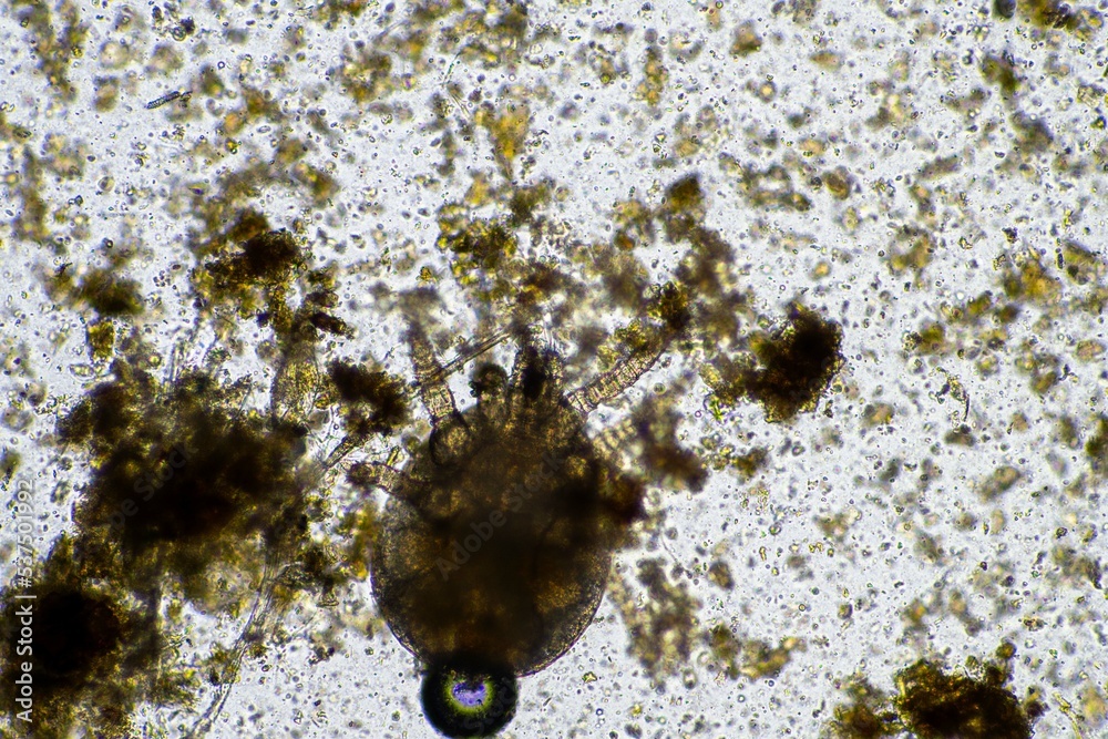 microorganisms and soil biology, with nematodes and fungi under the ...