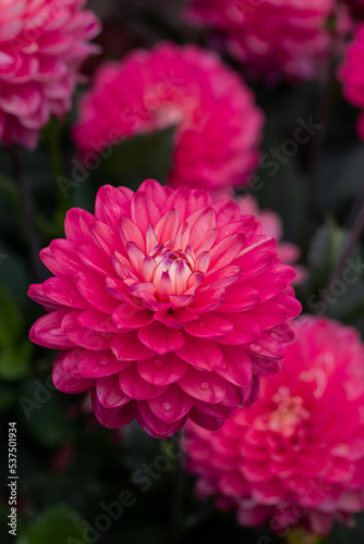 Pink dahlias blooming in botanical garden.