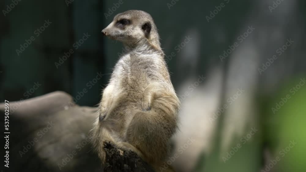 Close Portrait of meerkat suricatta in slow motion Close Portrait of meerkat suricatta in slow motion