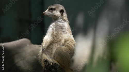 Close Portrait of meerkat suricatta in slow motion 