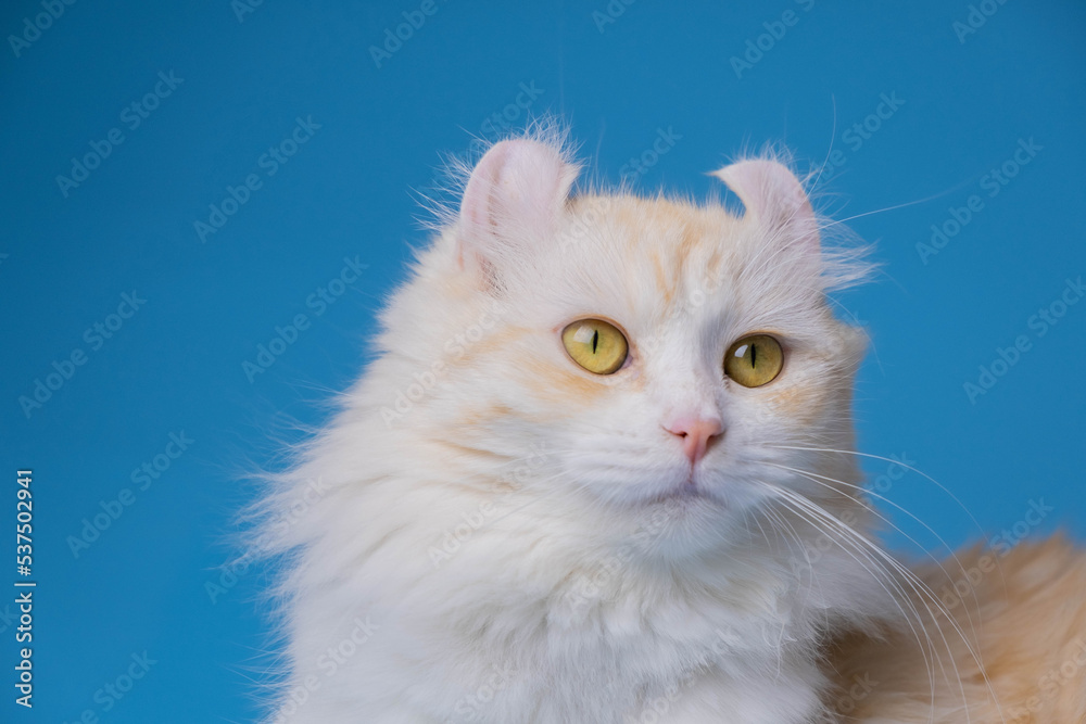 Cream color American curl cat on blue background