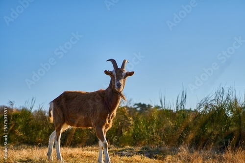 Wahnerheide Cologne Goat in the meadow on a sunny day photo