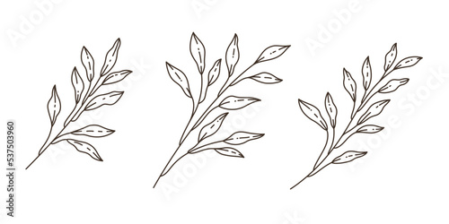 Set of branches with leaves. Contour vector illustration. Decoratie twig.