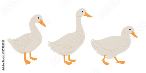 Obraz na plátne Domestic fowl. Vector contour illustration of duck.