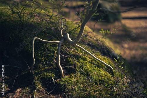 deer in the woods