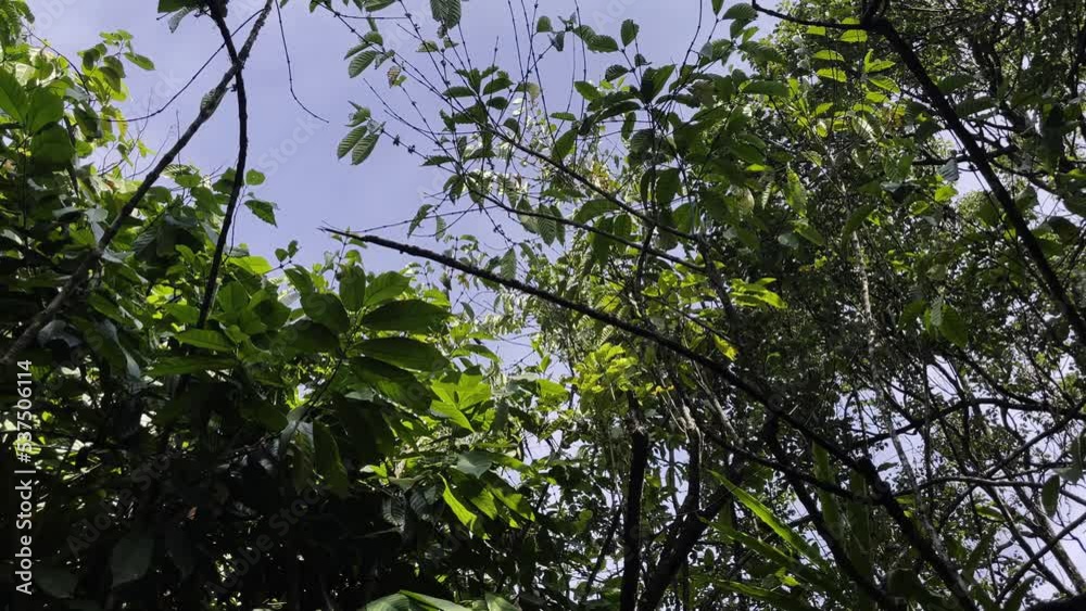 plants from the Ayurvedic garden on the island of sri lanka, plants from the Ayurvedic garden on the island of sri lanka,
