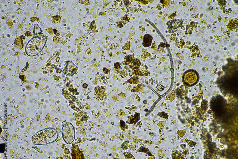 microorganisms and soil biology, with nematodes and fungi under the ...