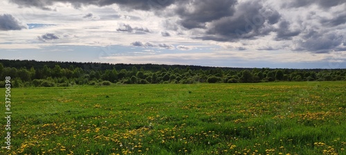 landscape with grass and sky